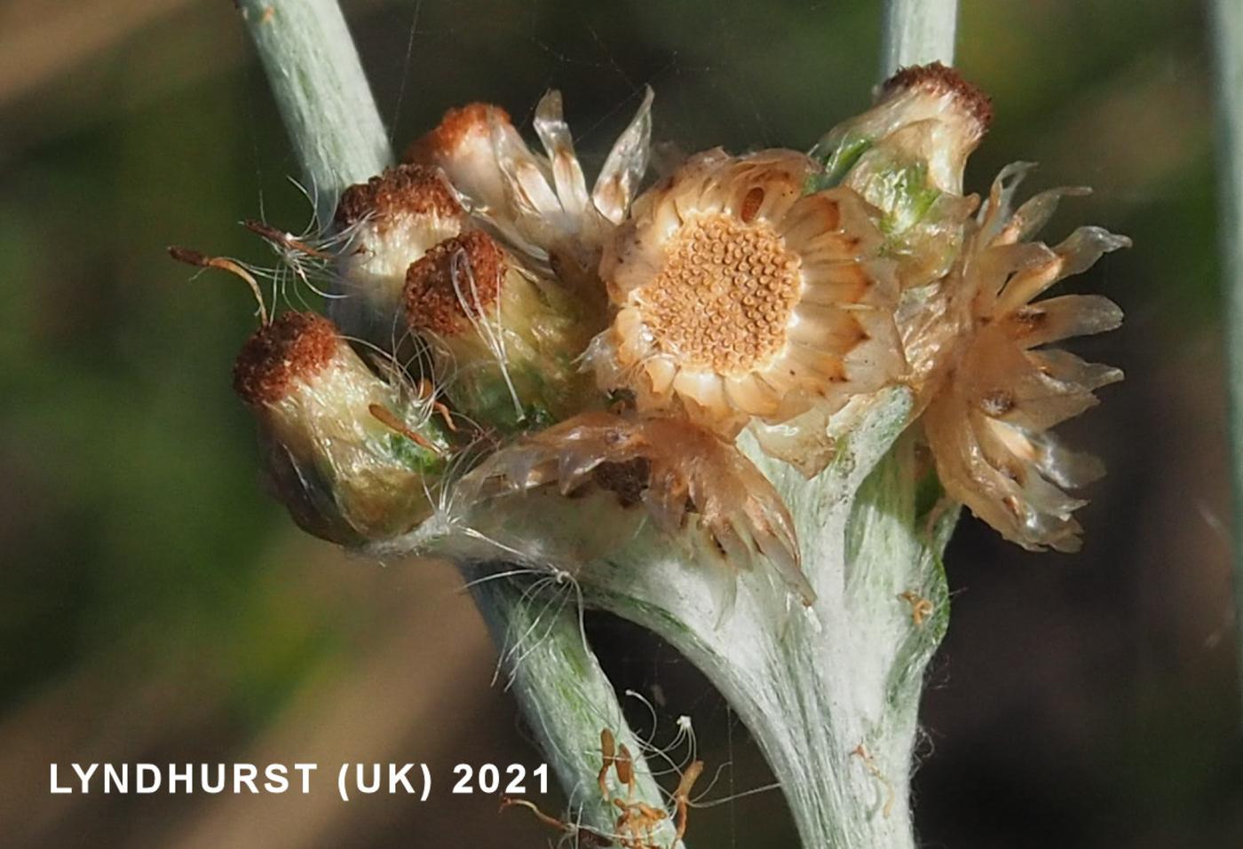 Cudweed, Jersey fruit